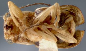 Media type: image; Entomology 8769   Aspect: habitus ventral view